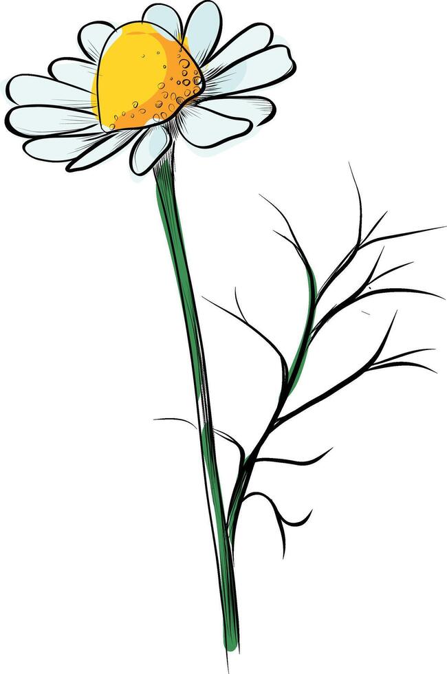 Single chamomile flower with drops on petals vector