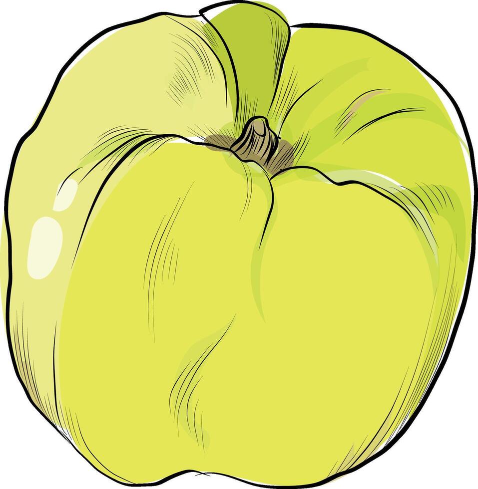 Detailed illustration of yellow quince fruit vector