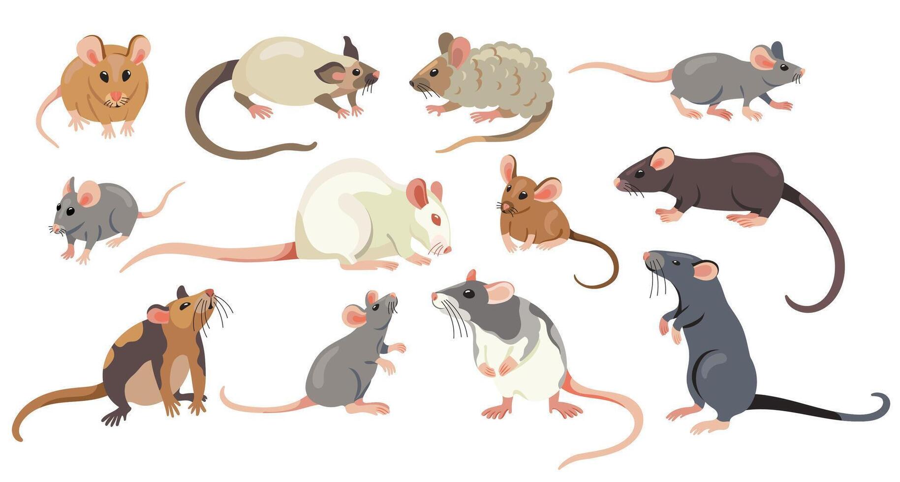 Various mice and rat species illustrations vector