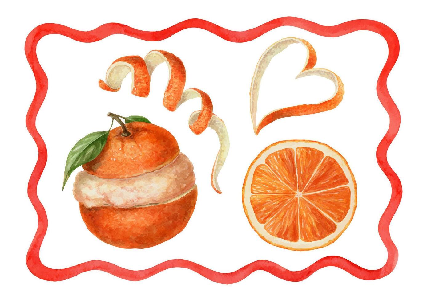 Watercolor oranges and citrus peels vector