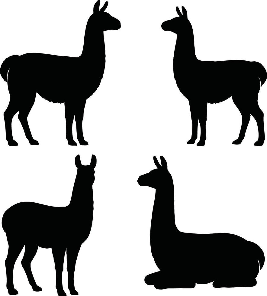 four llamas in different poses, one standing, one sitting and one lying down vector