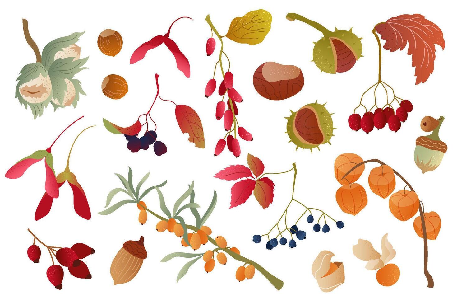 Various autumn fruits and seeds collection vector