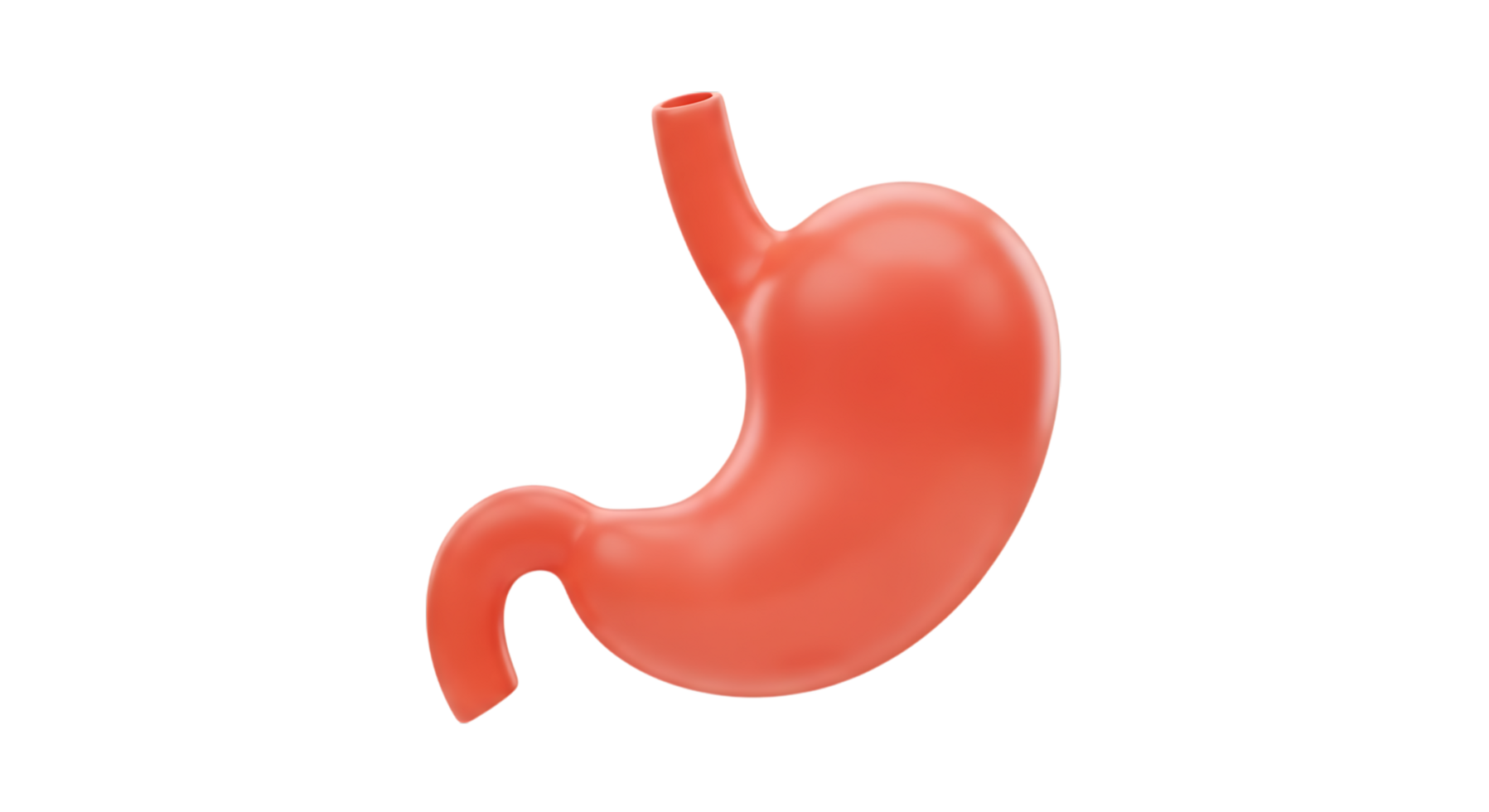 The stomach is shown in this illustration png
