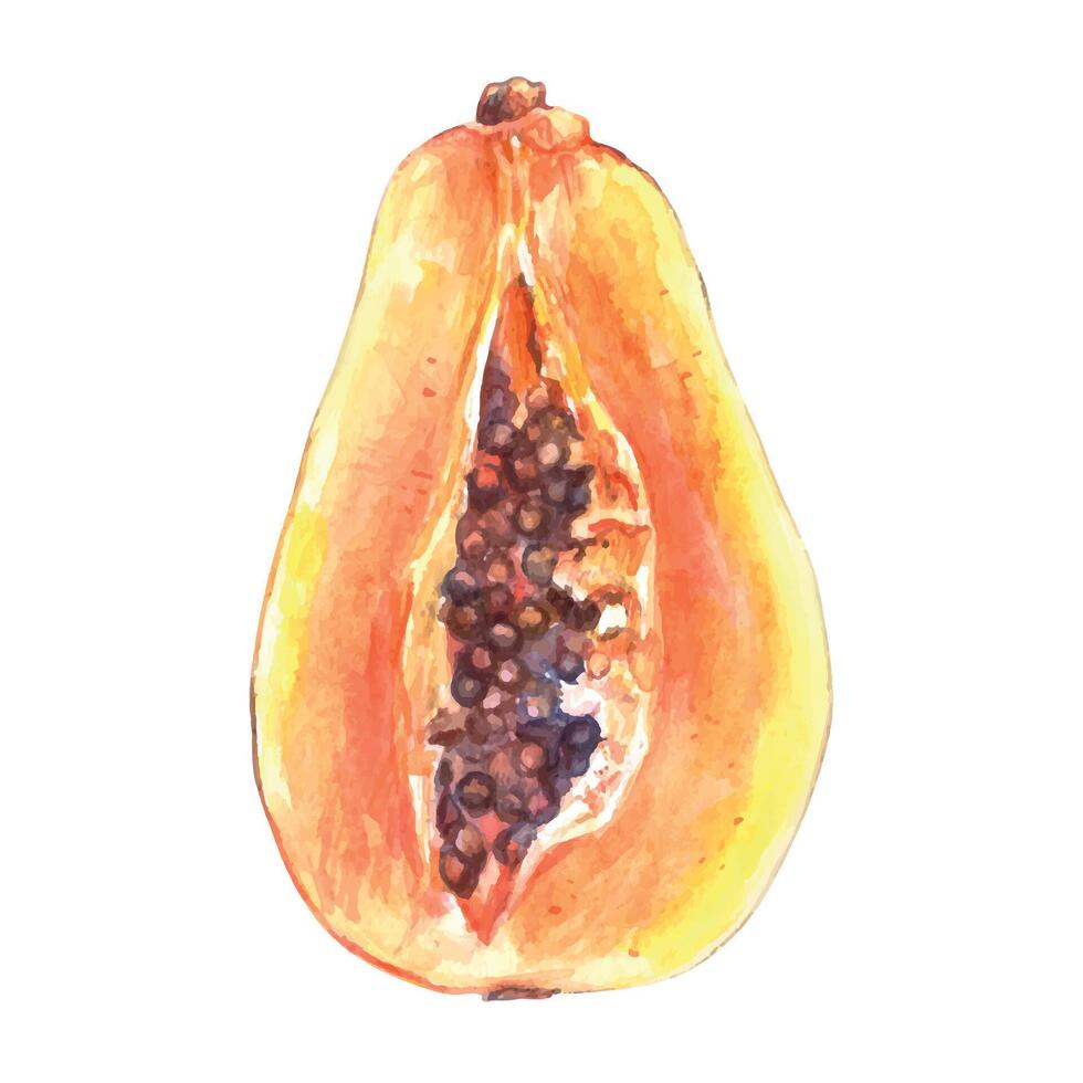 Watercolor papaya slice illustration vector