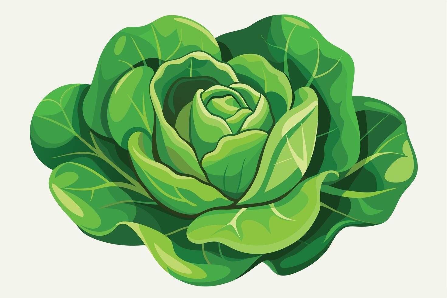Lush Green Cabbage A Vibrant, Freshly Harvested Head of Cabbage Against a White Background, Evoking Feelings of Health and Natural Goodness vector
