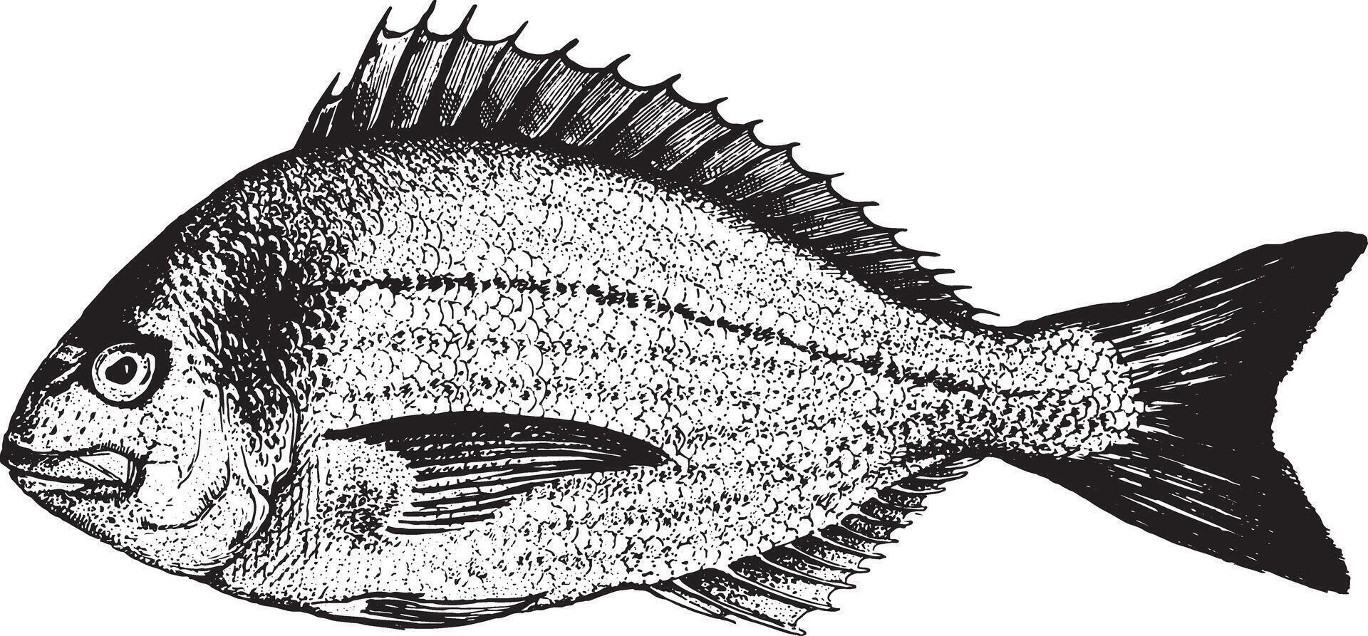 Dorado, fish collection. Healthy lifestyle, delicious food. Hand-drawn images, black and white graphics. vector