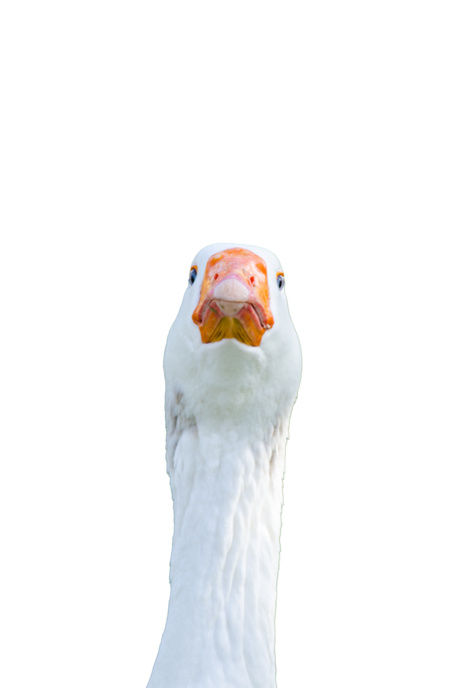 Front view White goose head with orange month on Transparent Background. png