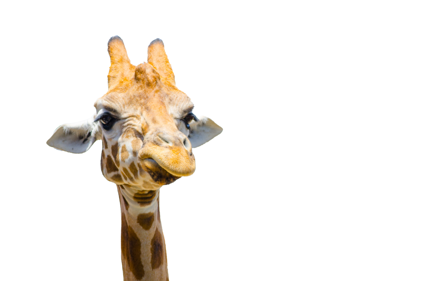 Cute giraffe with grumpy face in close-up, a large African hoofed mammal png