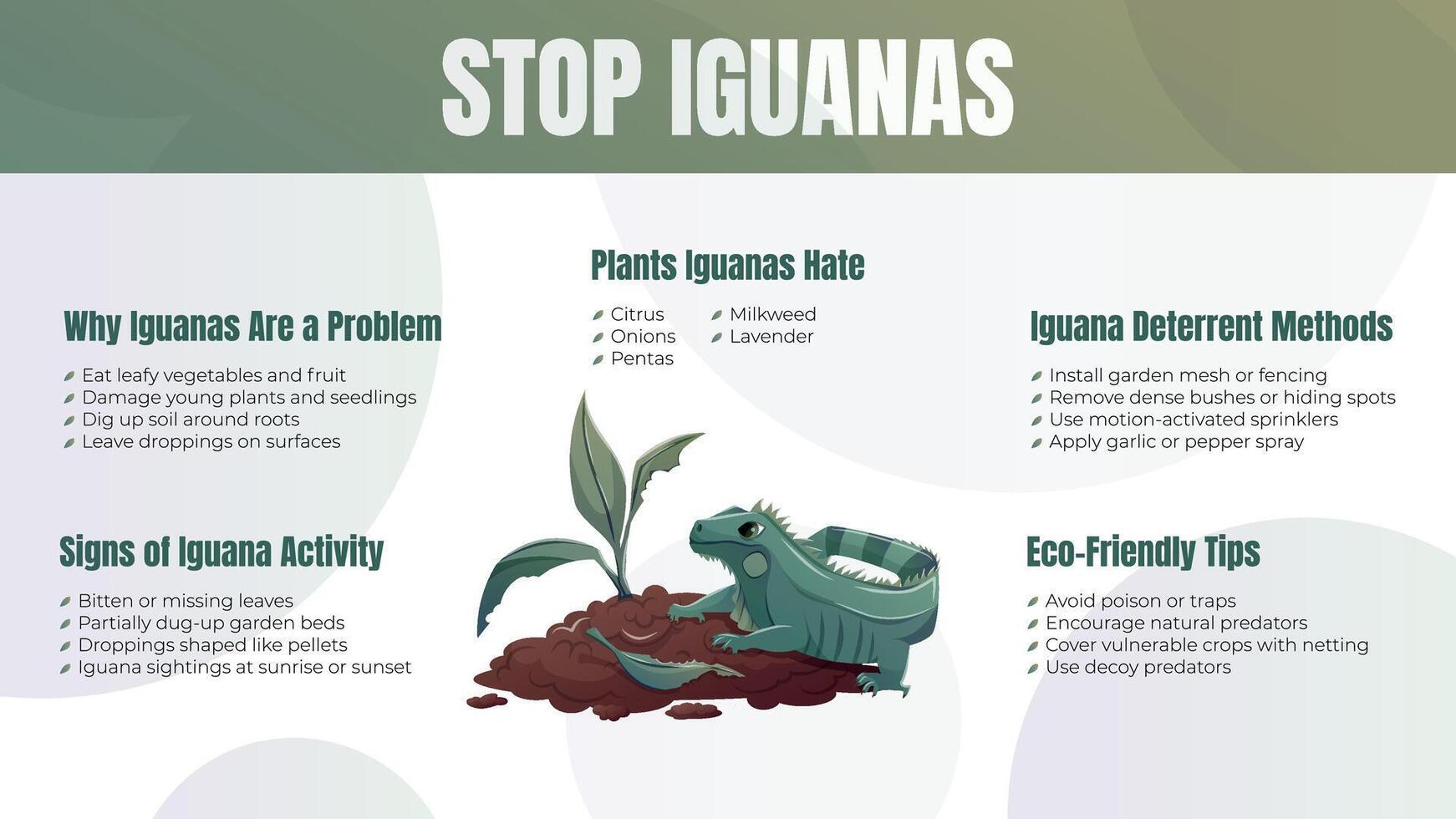 horizontal infographic poster Stop Iguanas with cartoon green iguana, damaged garden, signs of infestation, control methods, and eco-friendly tips. Educational and eye-catching design. vector