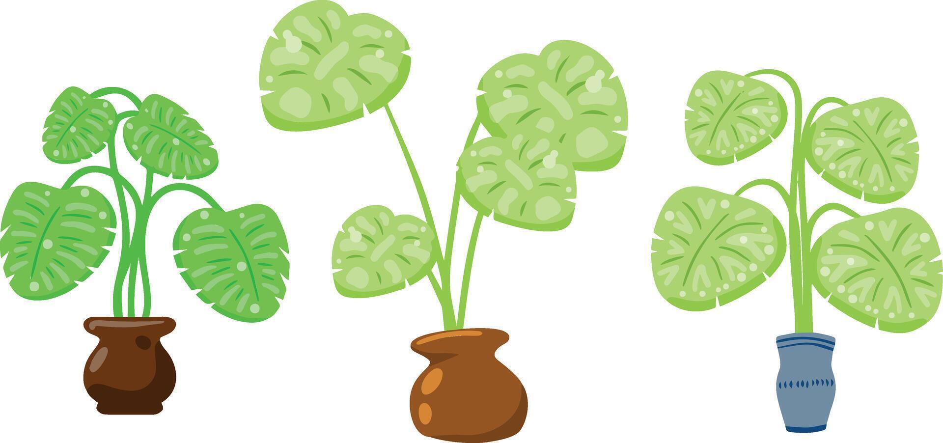 Green indoor plants in colorful pots. Flat cartoon illustration. vector