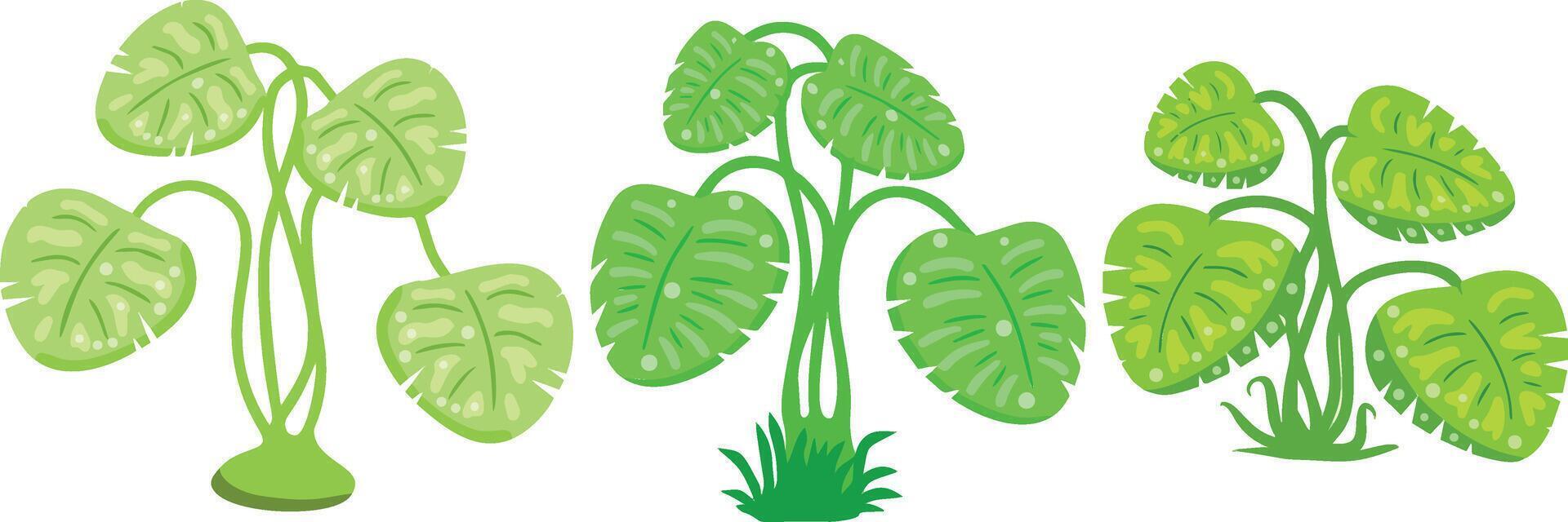 Tropical potted plants with wide green leaves. vector