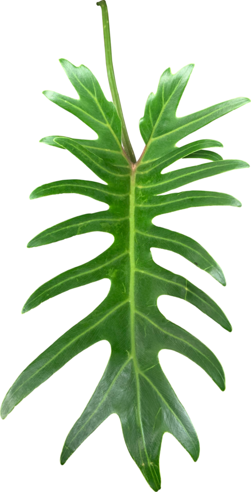 Isolated green Philodendron Xanadu leaf on transparent background, showcasing its unique split-lobed tropical foliage for botanical or design use. png