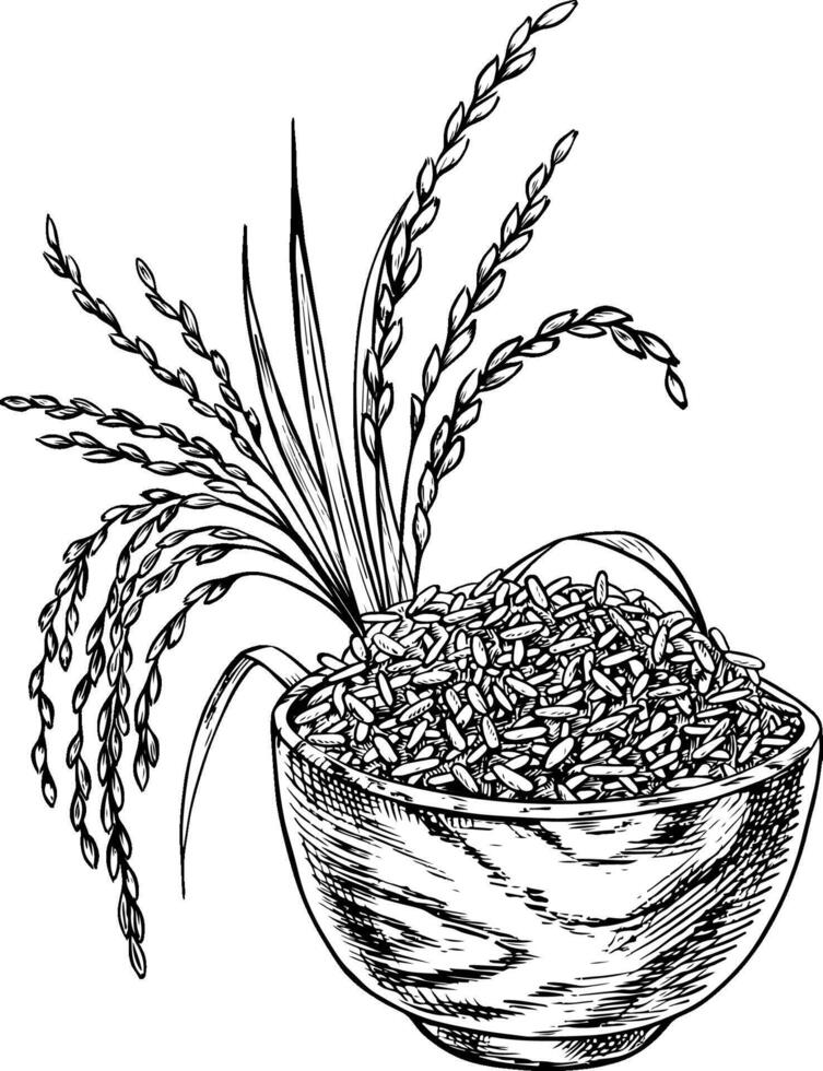 Rice or oats, wheat or rye in a wooden bowl, with rice stalks next to it. Black and white graphics, illustrations. Design element for menus, recipes, cookbooks. For banners, packaging, labels. vector