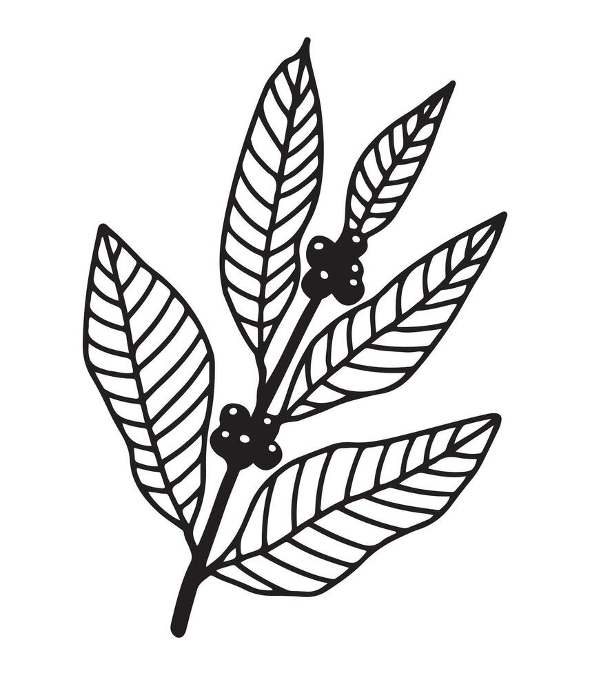 Hand drawn coffee leaves art. Line art. Crayon drawing style. Design for cards, menus, posters vector