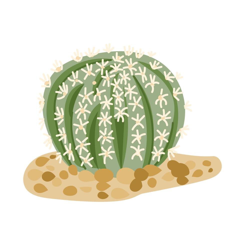 Green round cactus with white flowers growing on sandy soil, hand drawn in flat style. Symbol of desert nature, drought resilience and exotic plant life vector