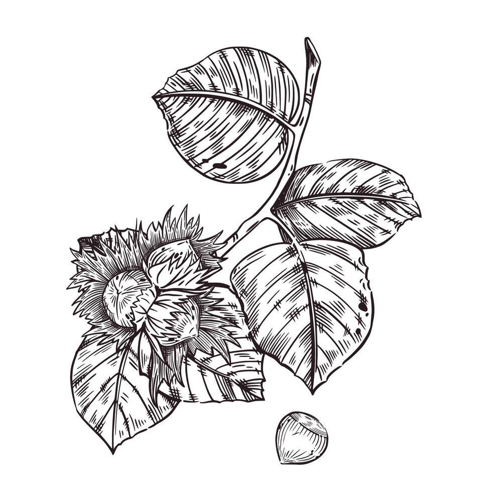 illustration of a walnut branch with hazelnut leaves, hazelnuts. Ripe nuts on a branch, hand-drawn in ink. illustration for printing on fabric, paper, packaging and fabric. vector