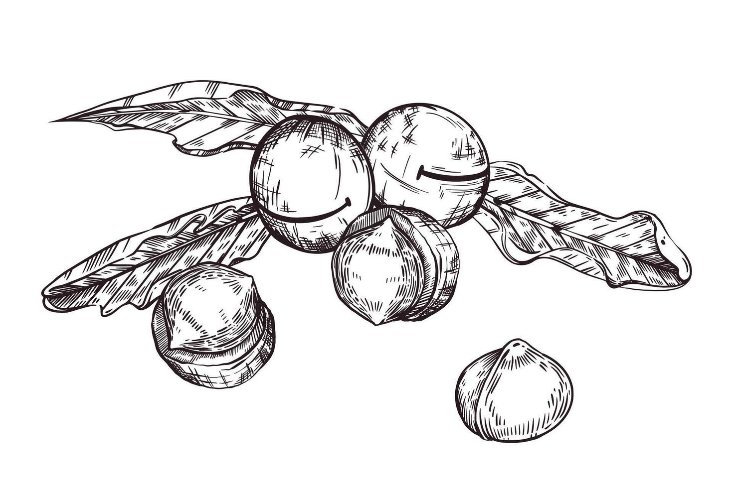 Inshell macadamia nut, peeled macadamia nut, macadamia tree leaves. illustration hand-drawn with ink. For printing on food packaging, cosmetics, printing on tableware vector