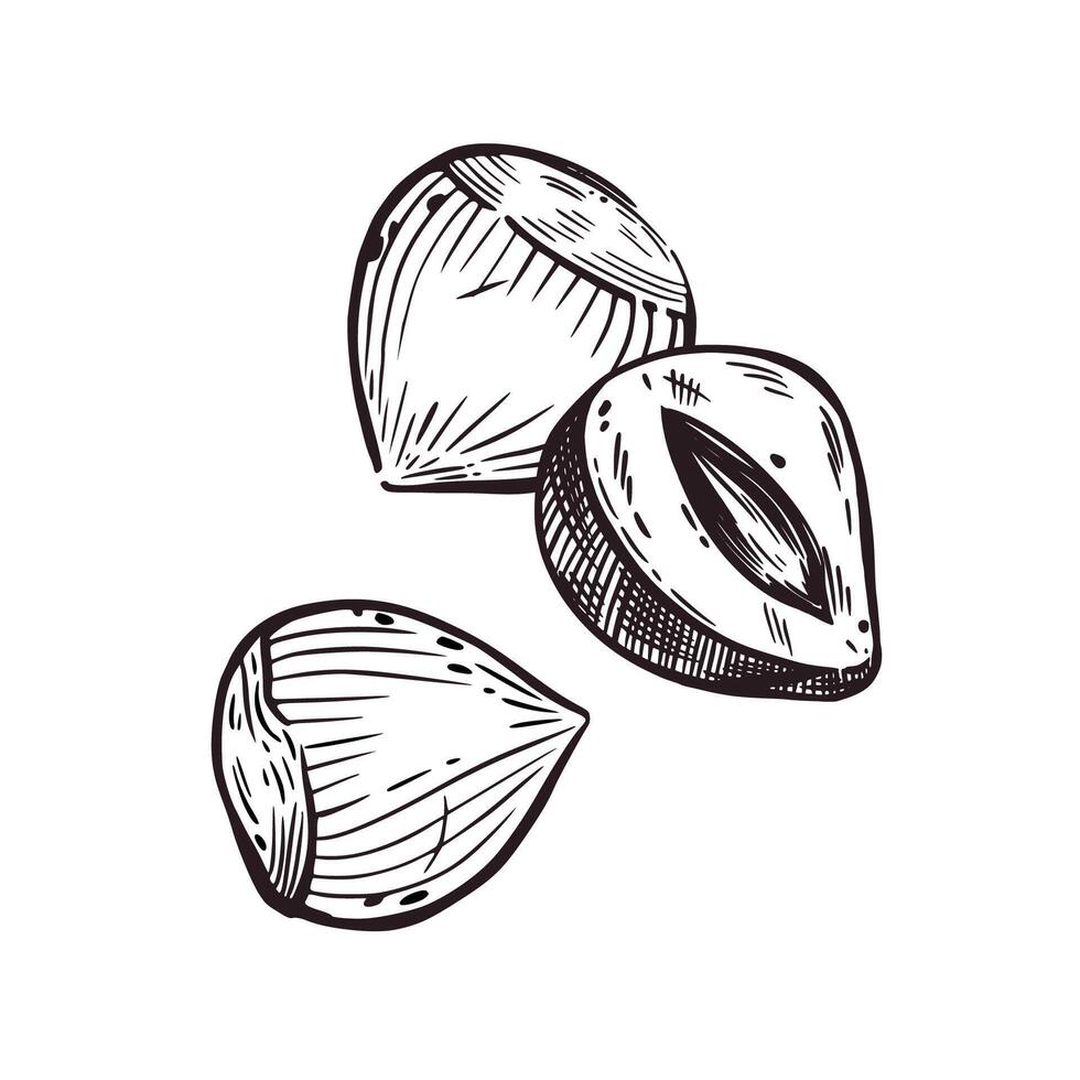 Hazelnut, whole hazelnut and half hazelnut. illustration hand-drawn with ink. For printing on the packaging of products with nuts, cosmetics, tableware and kitchen textiles vector