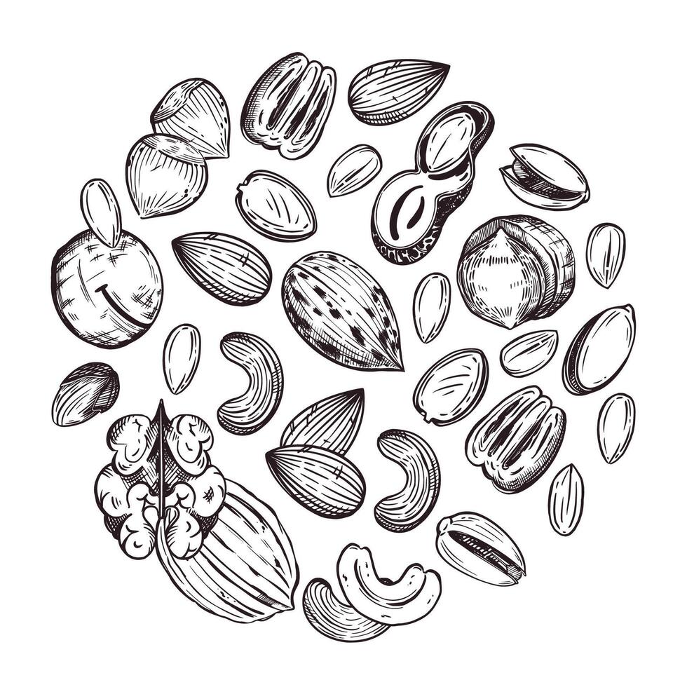 Round composition of macadamia nuts, pecans, walnuts, cashews, almonds, peanuts, hazelnuts. All objects are hand-drawn in . For printing on food packaging, paper, fabric vector