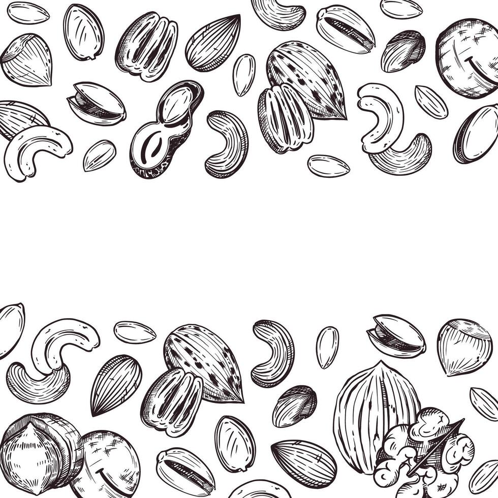 Nuts, peanuts, pecans, cashews, pistachios, hazelnuts. frame from Nuts, all objects are hand-drawn in . The illustration is suitable for printing on product packaging, on paper and fabric vector