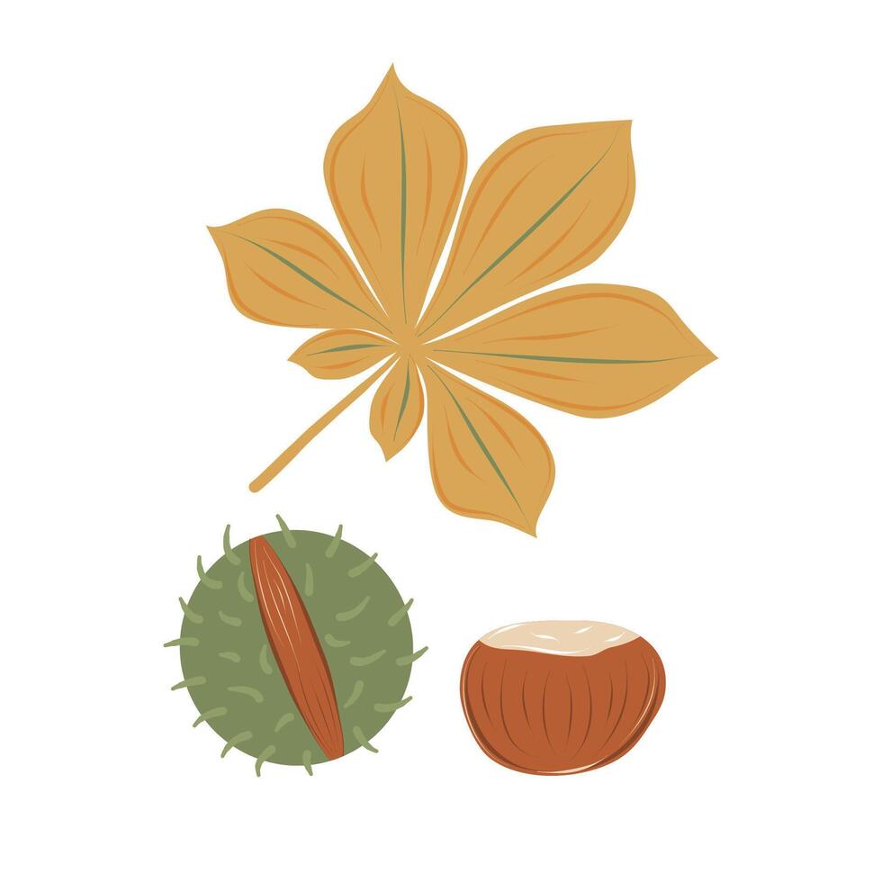 Horse chestnut elements set. Autumn yellow leaf, mature brown conker and cracked green hask. Falling season. Isolated illustration. vector