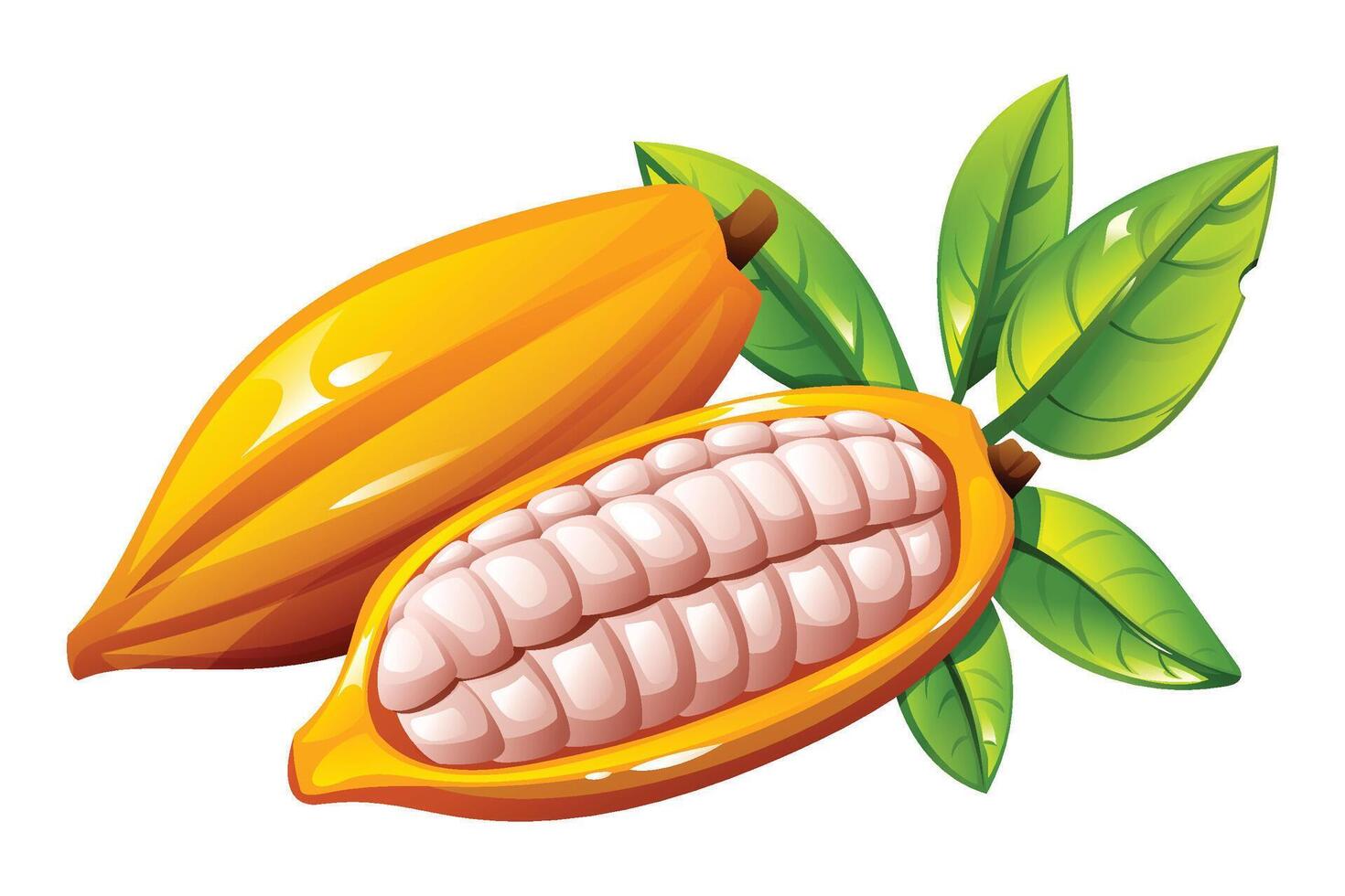Fresh cocoa pods, one whole and one split open revealing the beans inside. Essential for chocolate production. Cartoon illustration vector
