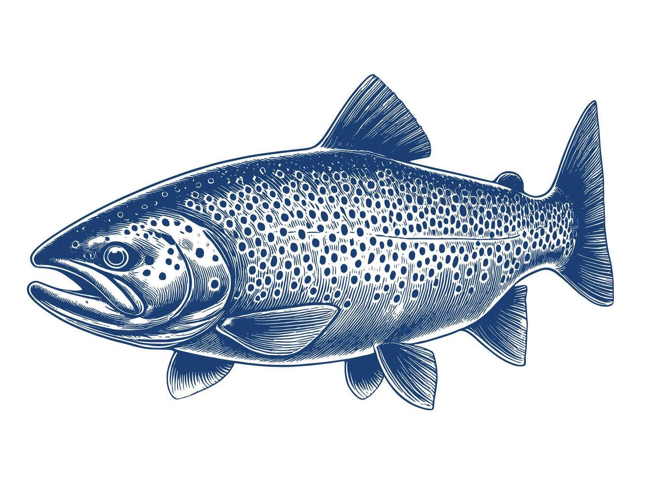 Trout Fish Detailed Illustration, Isolated in white background vector