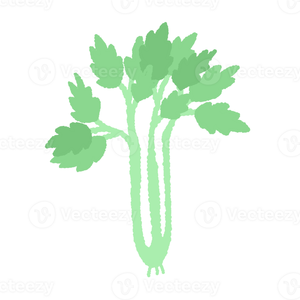a green vegetable on a transparent background png