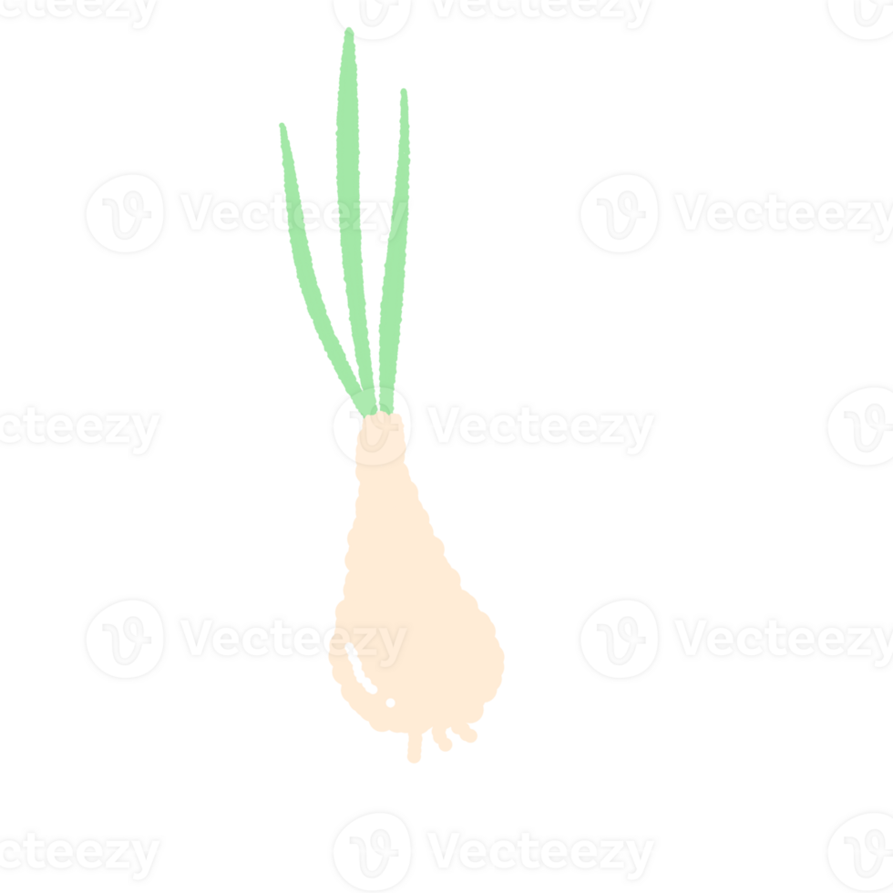 a onion on a transparent background png