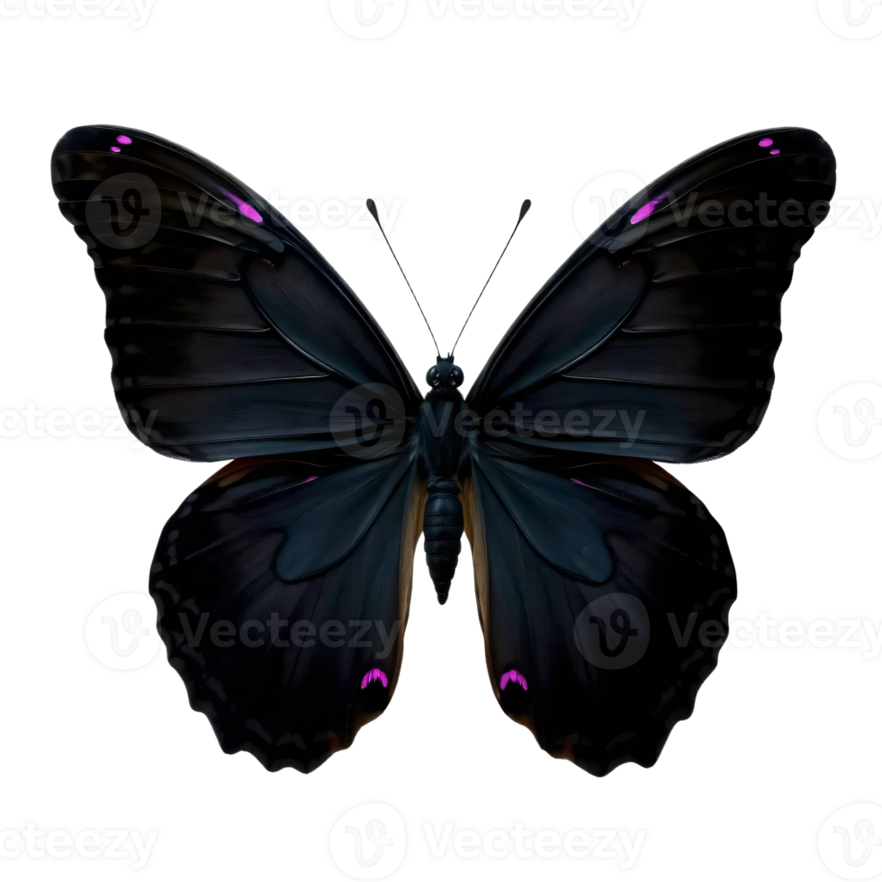 A black butterfly with purple spots on its wings png