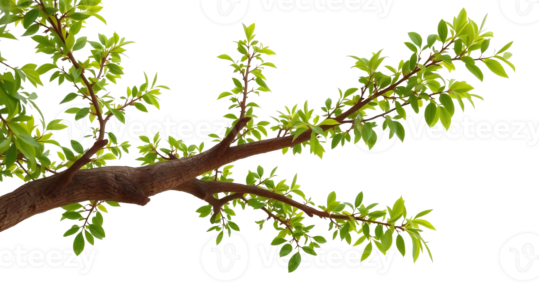 A tree branch with leaves and green leaves png
