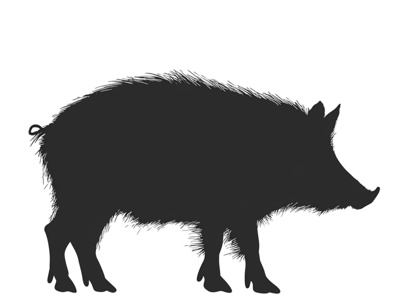 wild boar silhouette on transparent background png