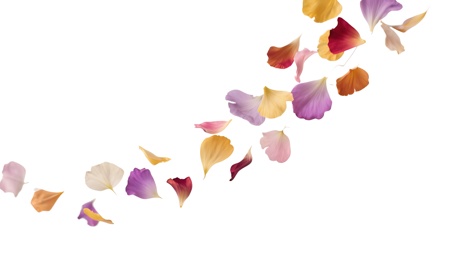 Transparent Flower Petals, A Delicate Stream of Falling Multicolored Petals on a Transparent Background Perfect for Design Layouts and Romantic Projects png