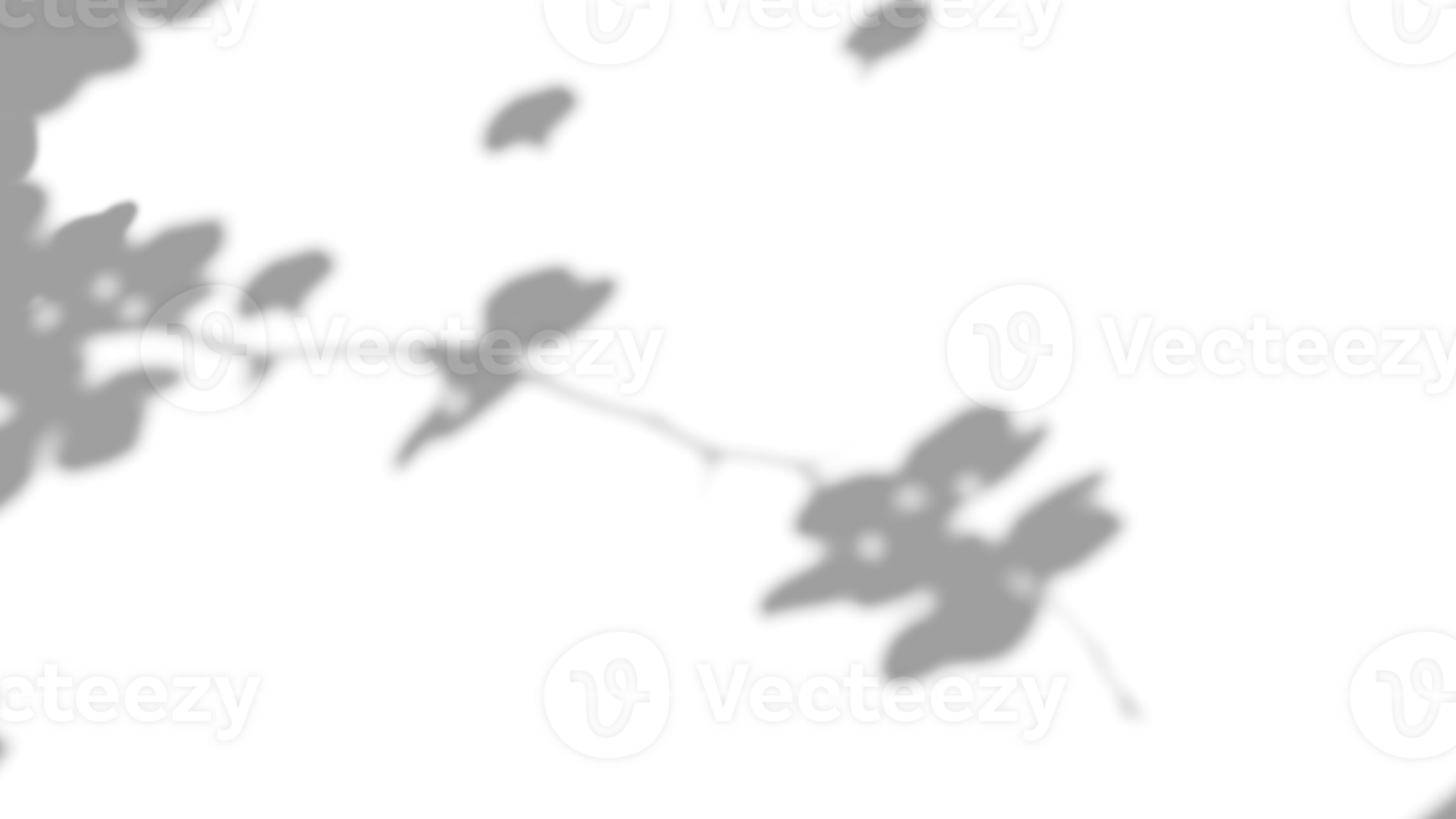 Realistic shadow overlay effect with branch flower on transparent background. png