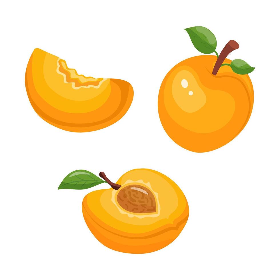 set of illustrations of apricots whole apricots, halves of apricots, slices of apricots vector