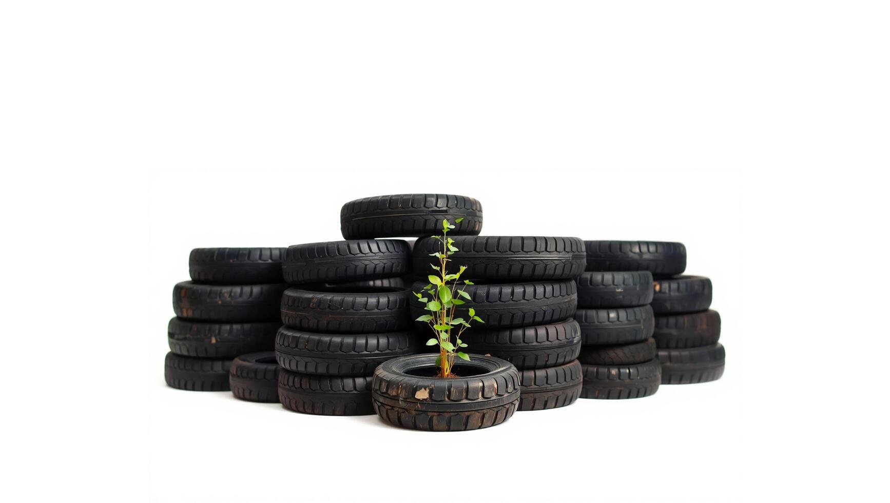 Tree Sapling Growing from Stack of Old Tires Isolated photo