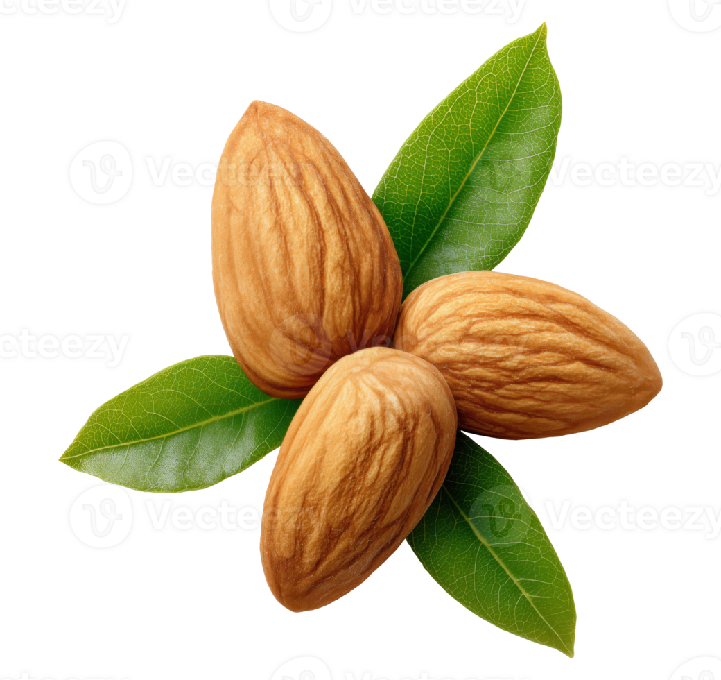 Natural raw almonds with fresh green leaves isolated on transparent background, top view png