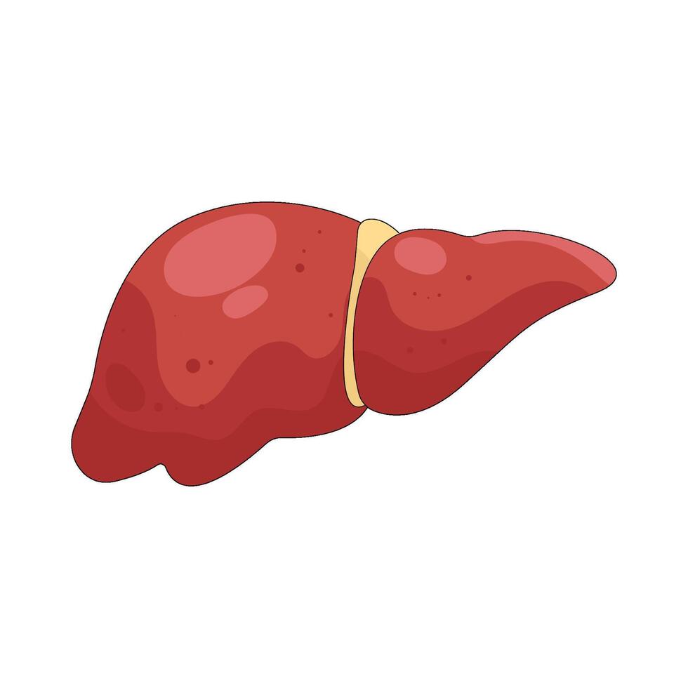 Human Liver Anatomy Illustration vector