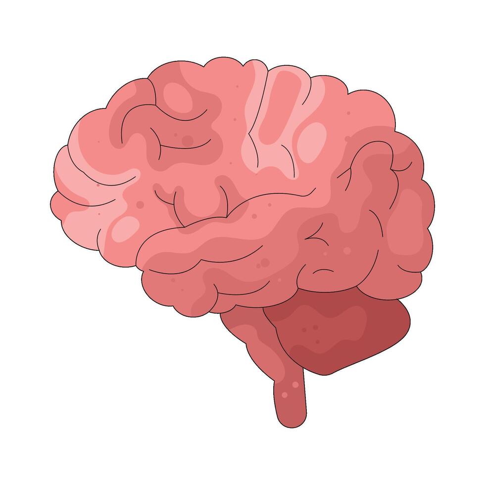 Illustration of an Human Brain Anatomy vector