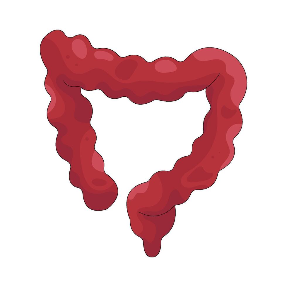Intestine Anatomy illustration vector