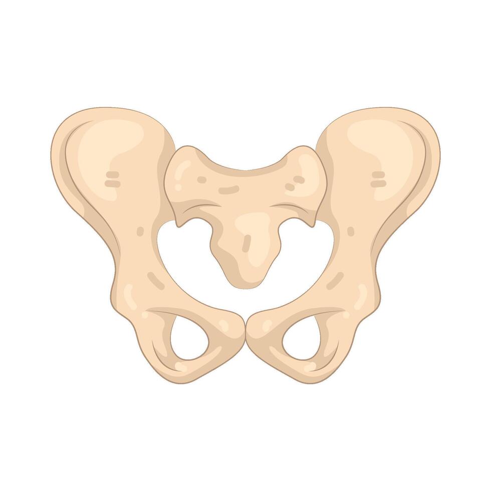 Human Pelvic Bone Anatomy vector