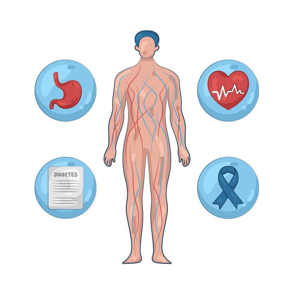 Human Veins illustration vector