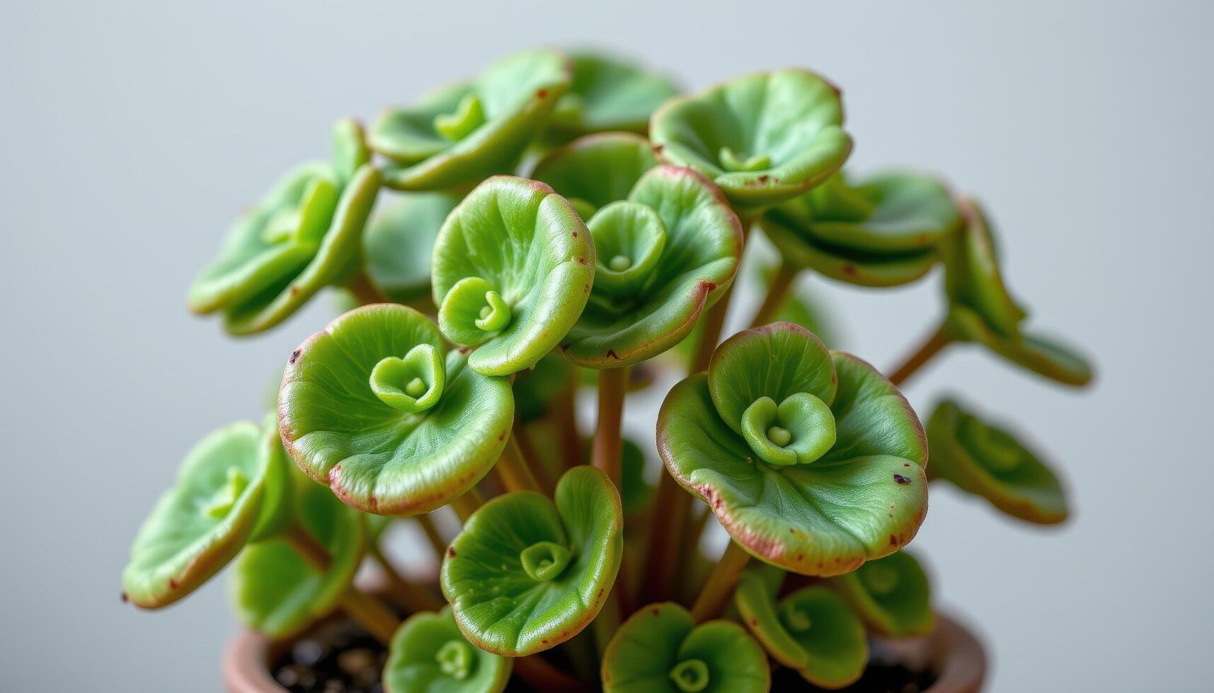 close up view of a round leaf peperomia with succulent, glossy leaves stacked tightly on upright stems. photo