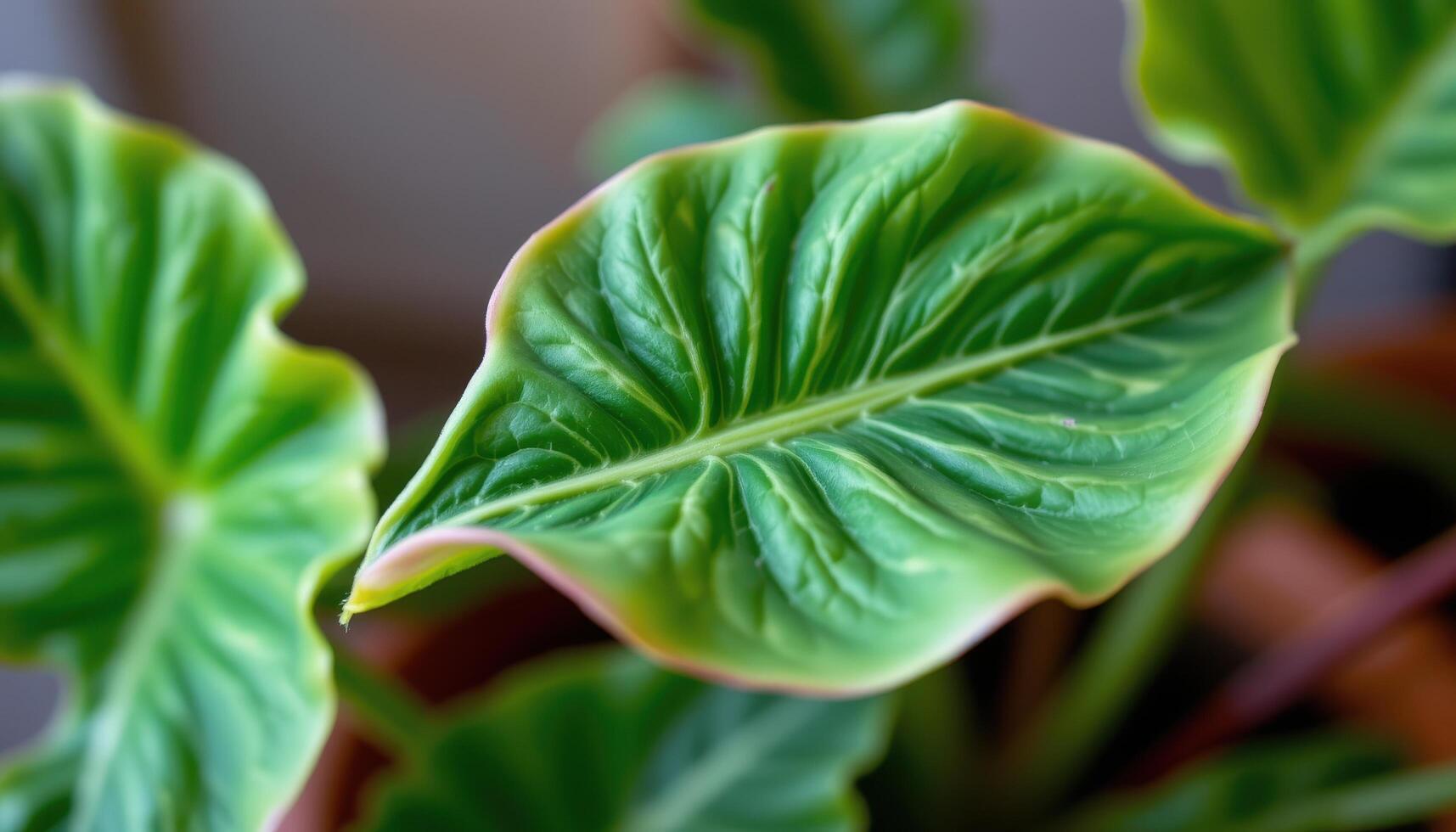 close up view of a new leaf unfurling from a philodendron xanadu showing curled edges and soft color gradients. photo