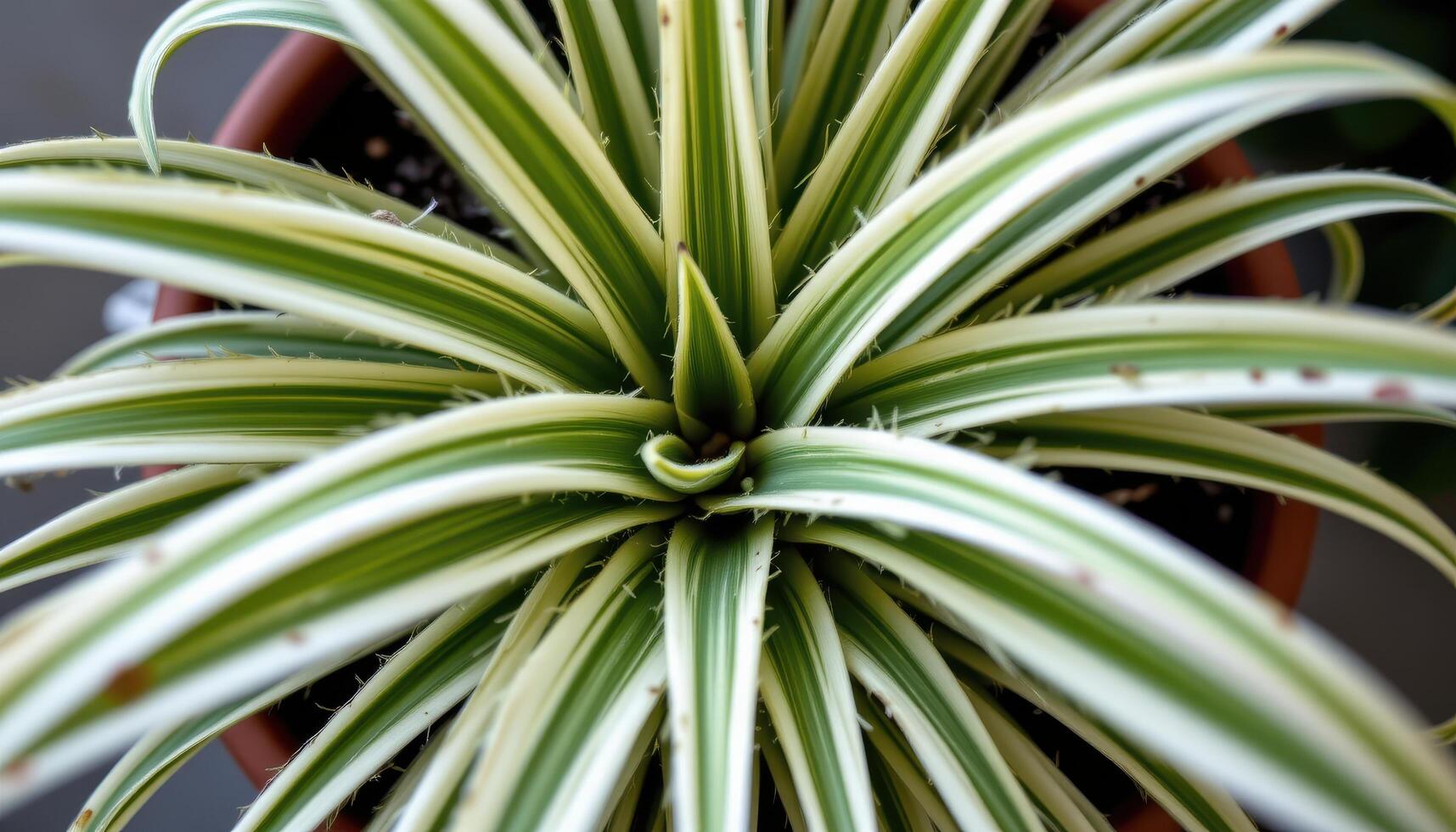 close up view of a spider plant with variegated, arching leaves radiating outward in soft curves from a central rosette. photo