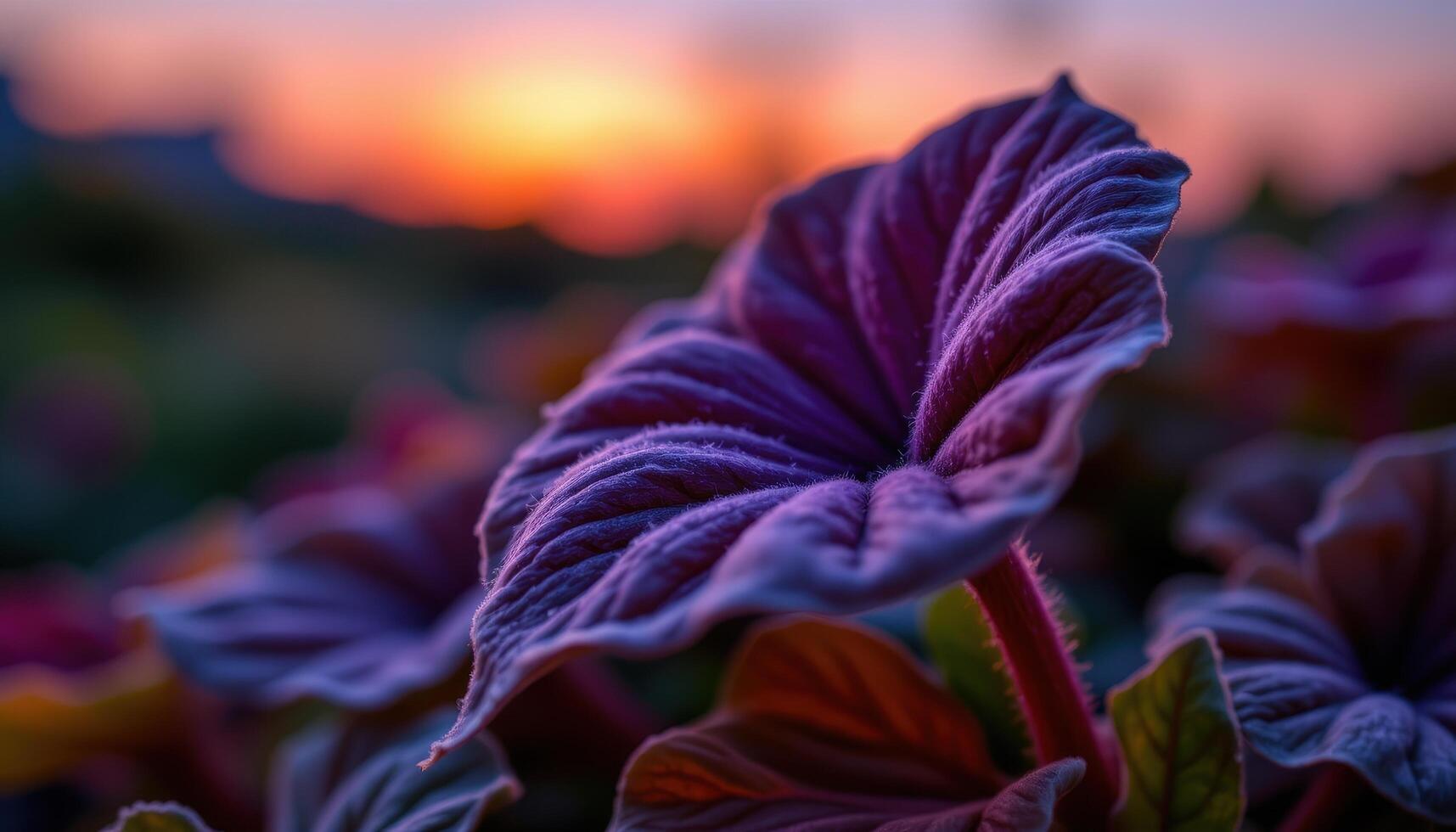 close up view of a fuzzy purple oxalis leaf folded during twilight, revealing deep tones and soft texture photo