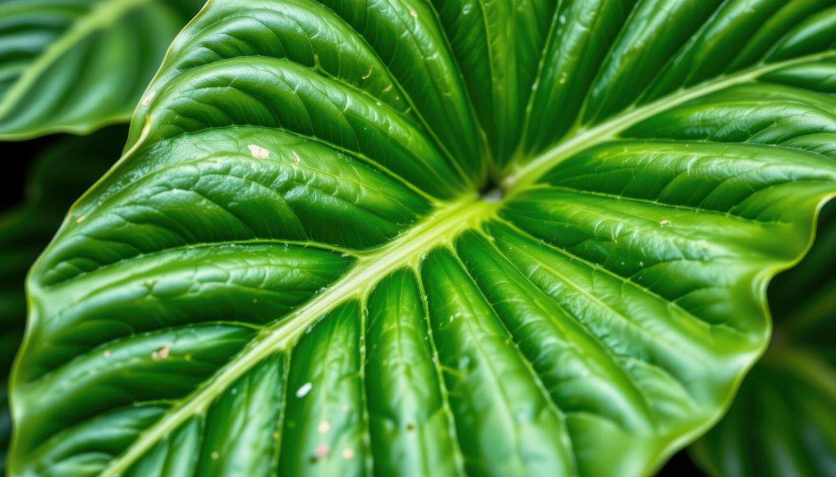 close up view of a dense philodendron selloum leaf with deeply lobed edges and bold green veins photo