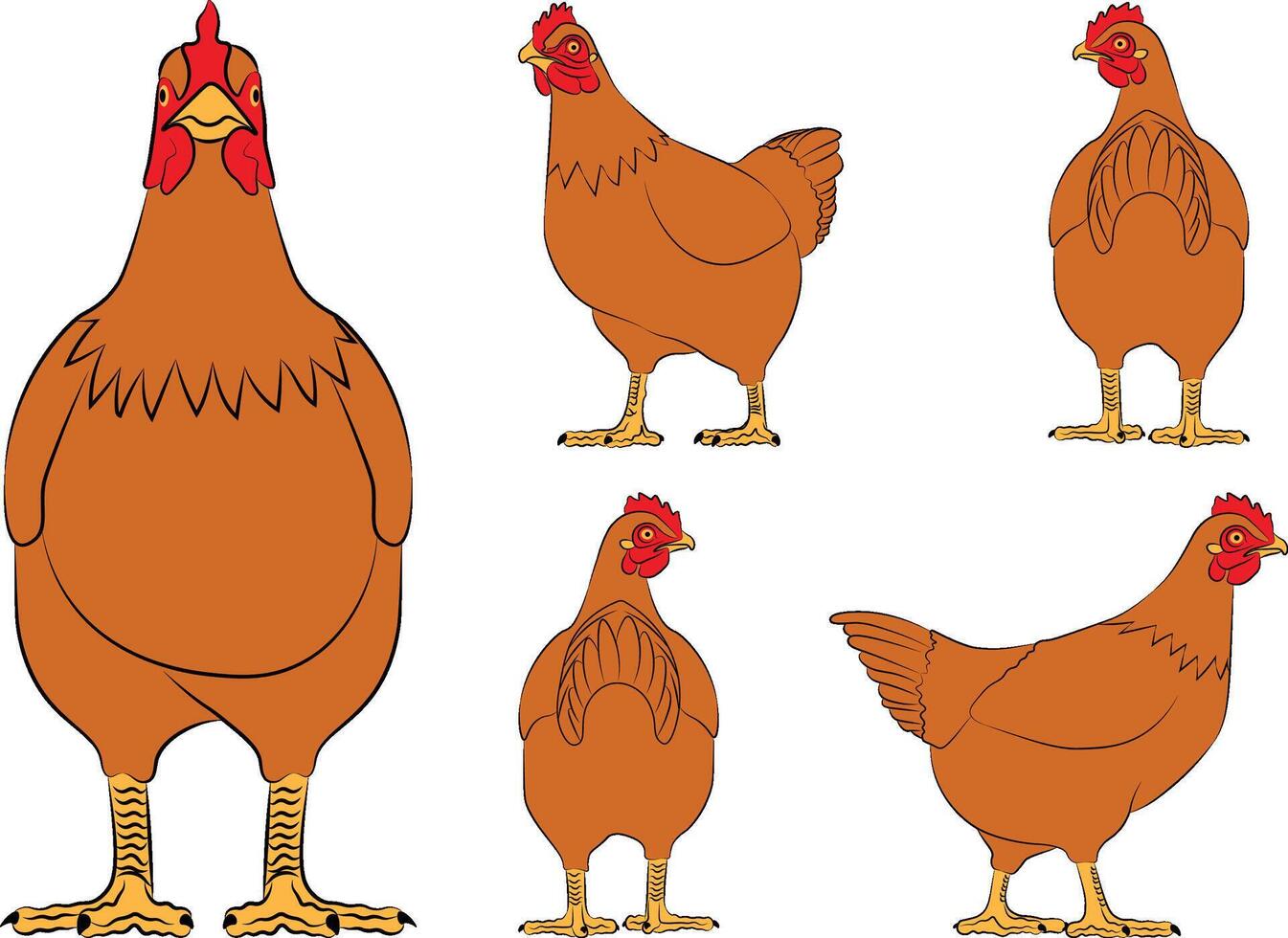 Collection of chicken, back and front view illustration. vector