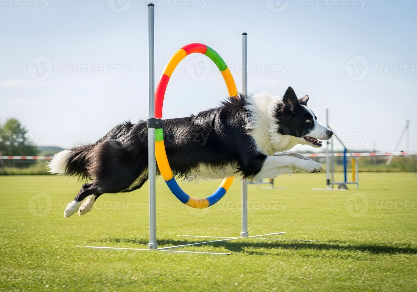 Border Collie Jumping Through Agility Hoop on Grass photo