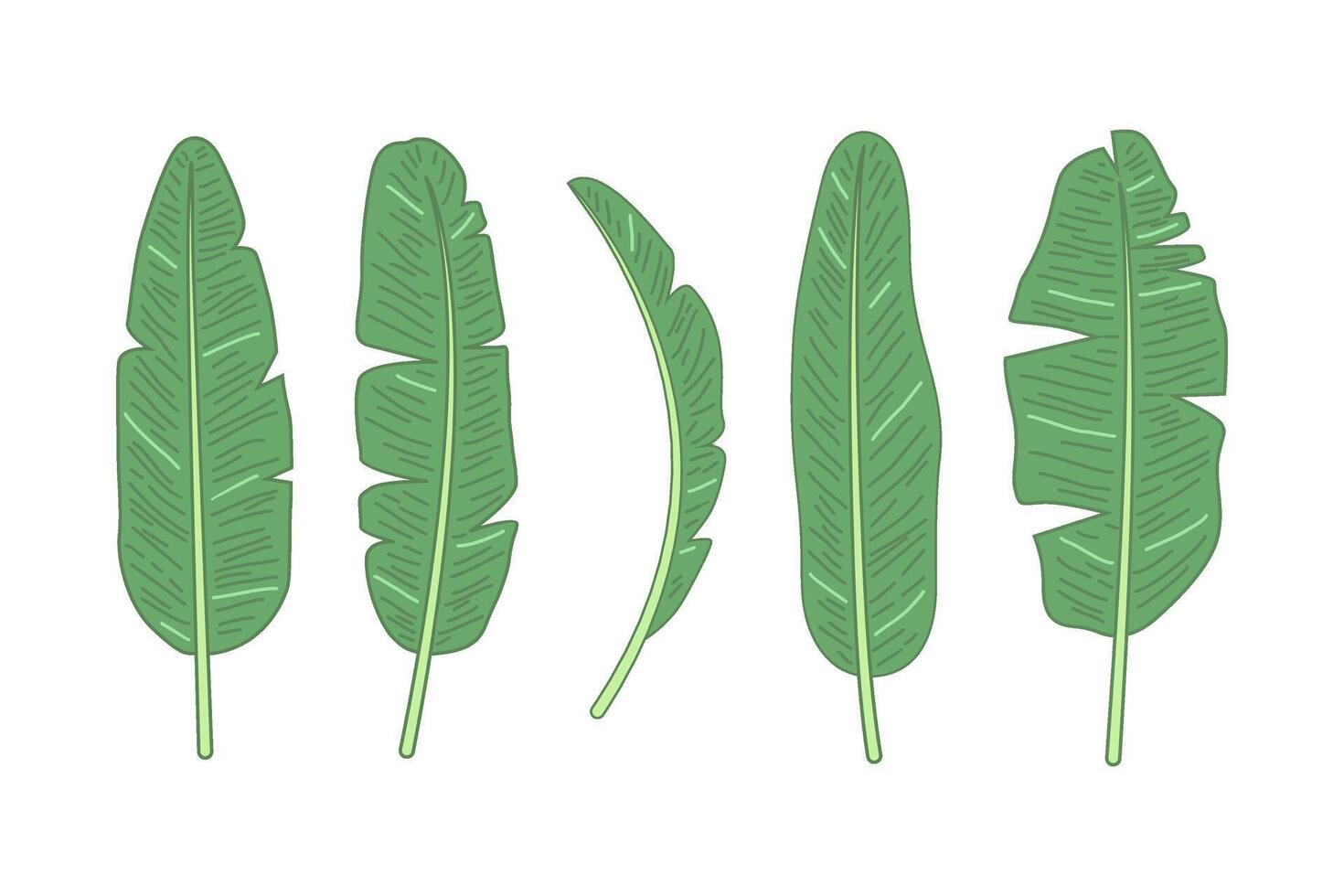 cartoon illustration of banana leaves set collection vector